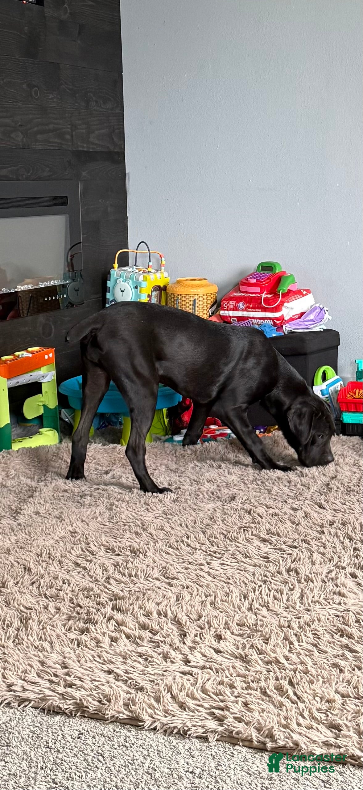 Cane Corso dogs Patsy - Ad 2