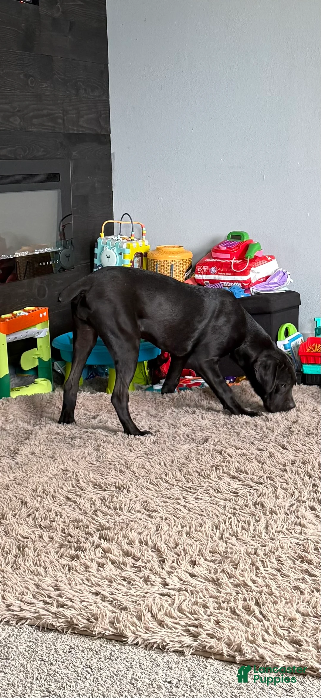 Cane Corso dogs for sale: Patsy - Ad 2