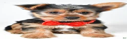 Yorkshire Terrier dogs for sale: Rizzo - Ad 6