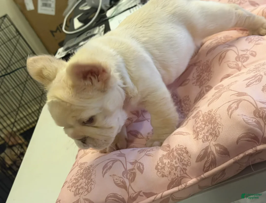 French Bulldog dogs for sale: Snowflake - Ad 1