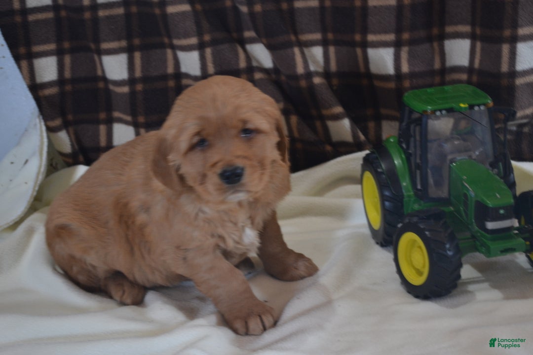 Golden Retriever dogs for sale: Rascal - Ad 2