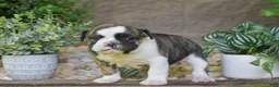 Olde English Bulldogge dogs for sale: Aurora - Ad 12