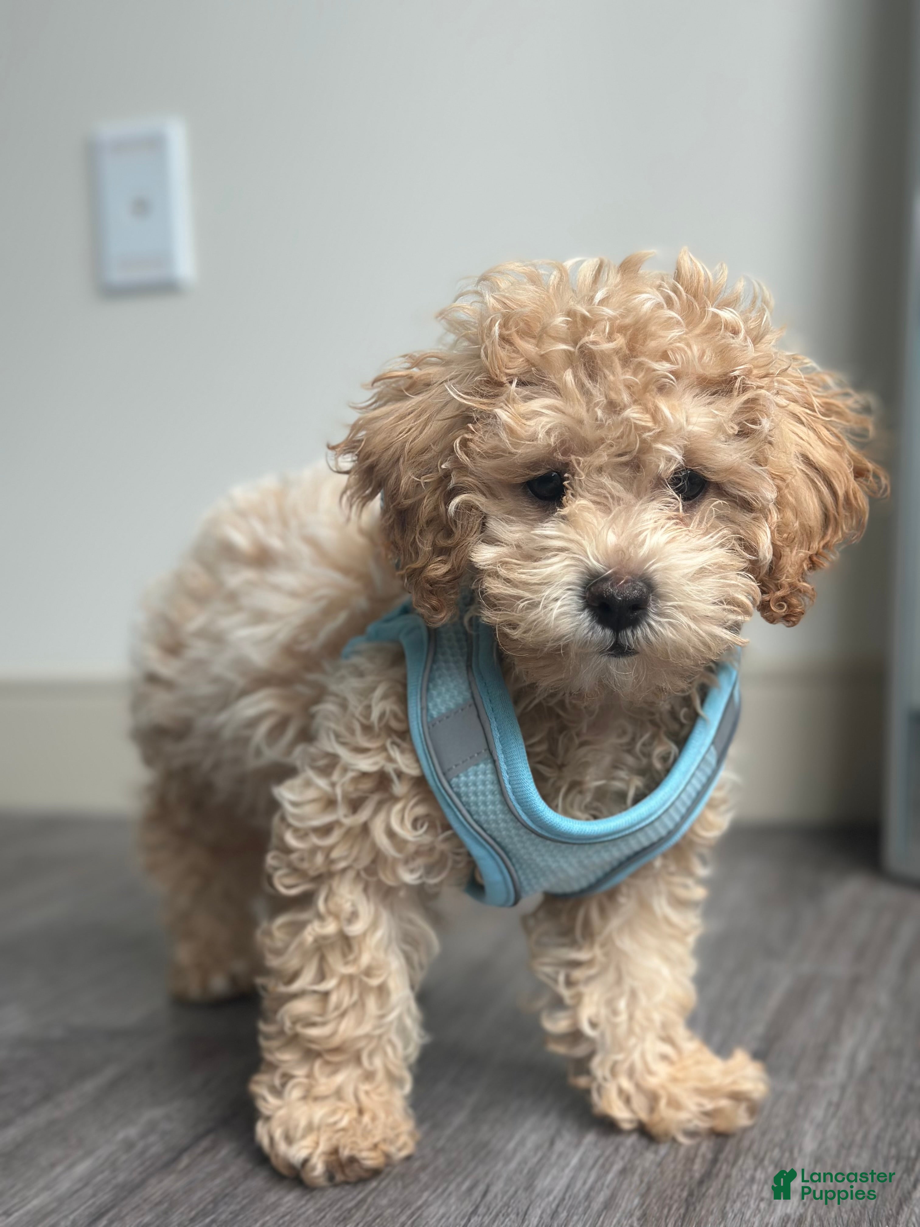 Toy Poodle dogs Toy Poodle Puppy 1 - Ad 16
