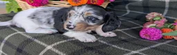 Dachshund dogs for sale: Theo  - Ad 3