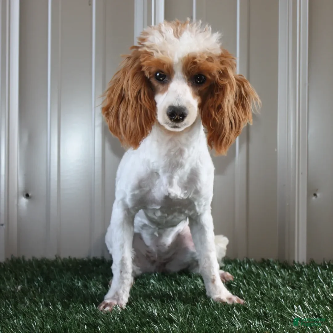 Standard Poodle dogs for sale: Prilla - Ad 2