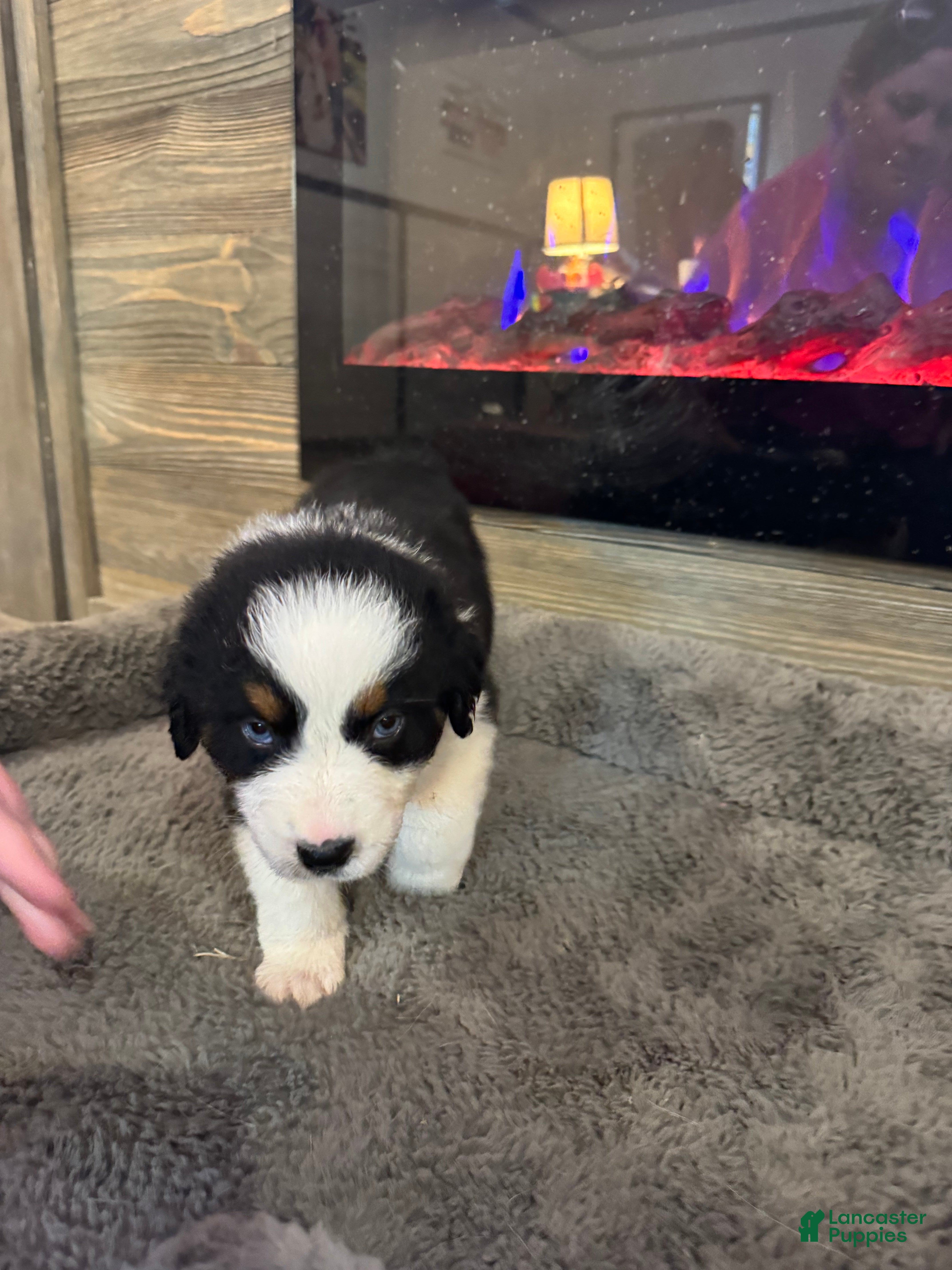 Australian Shepherd dogs Cash  - Ad 1