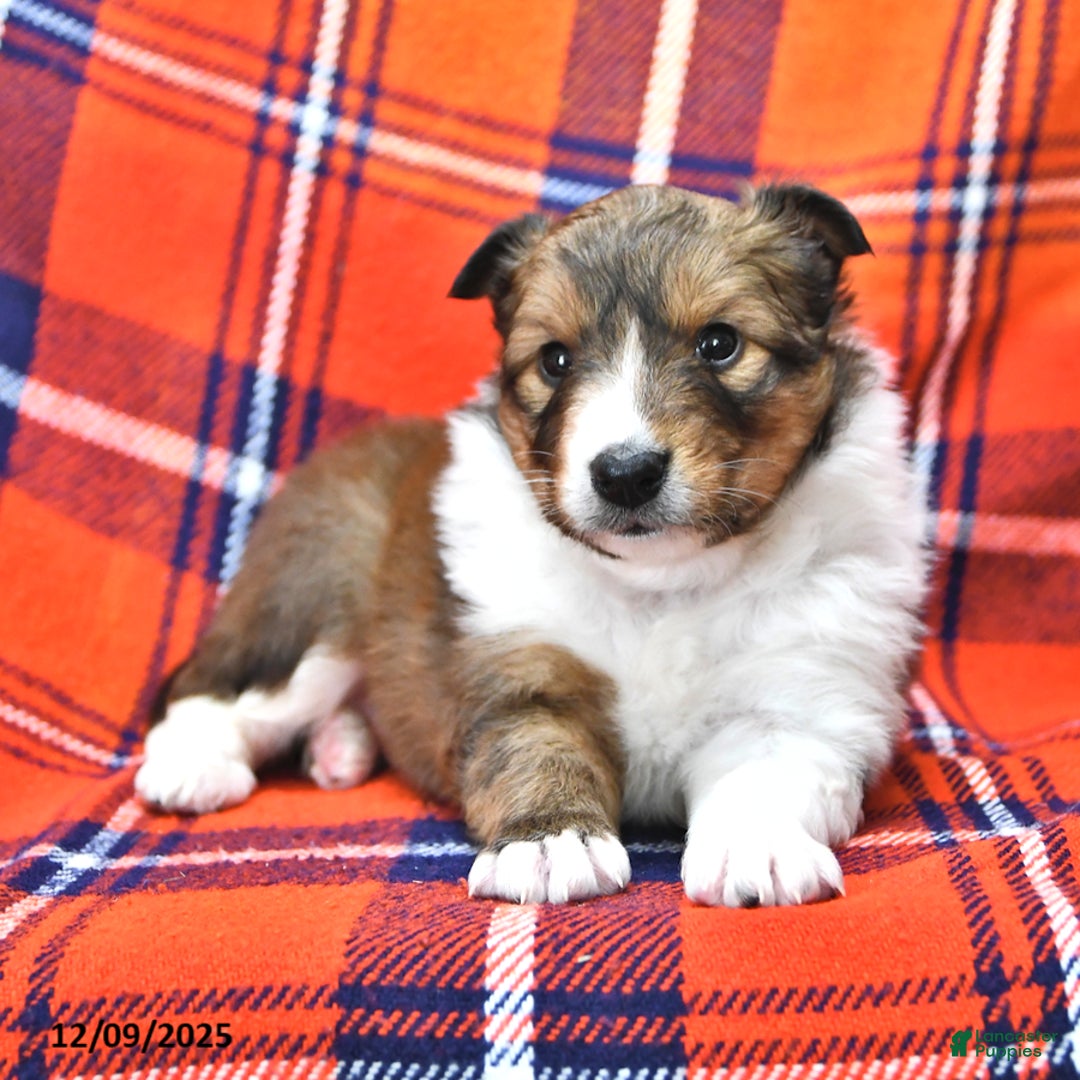 Shetland Sheepdog dogs for sale: Cookie - Ad 4