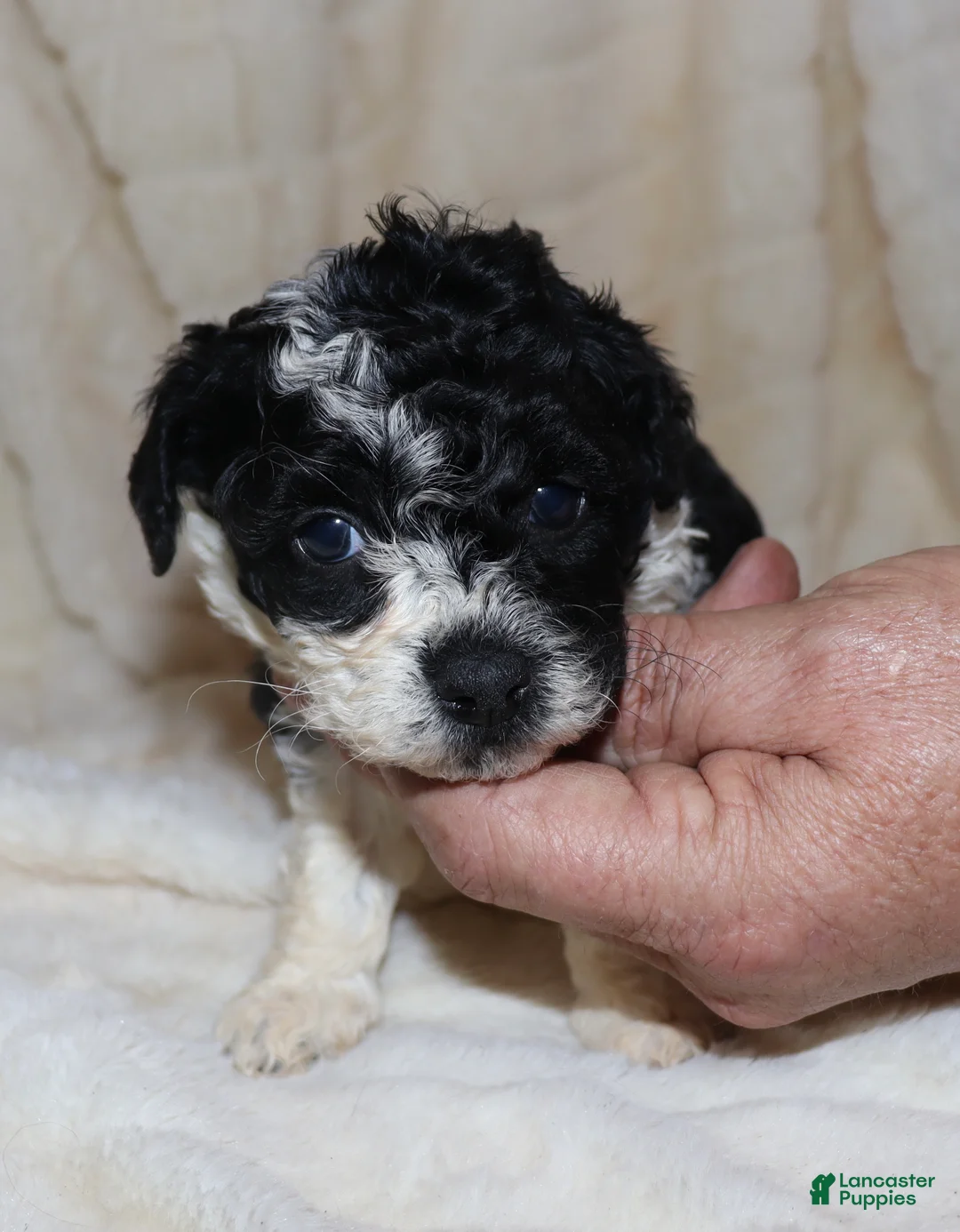 Toy Poodle dogs for sale: Mya - Ad 2