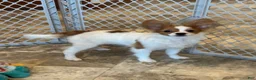 Papillon dogs for sale: Champion line Rusty  - Ad 4