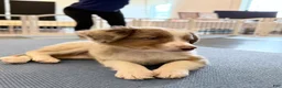 Australian Shepherd dogs for sale: Gracie - Ad 4