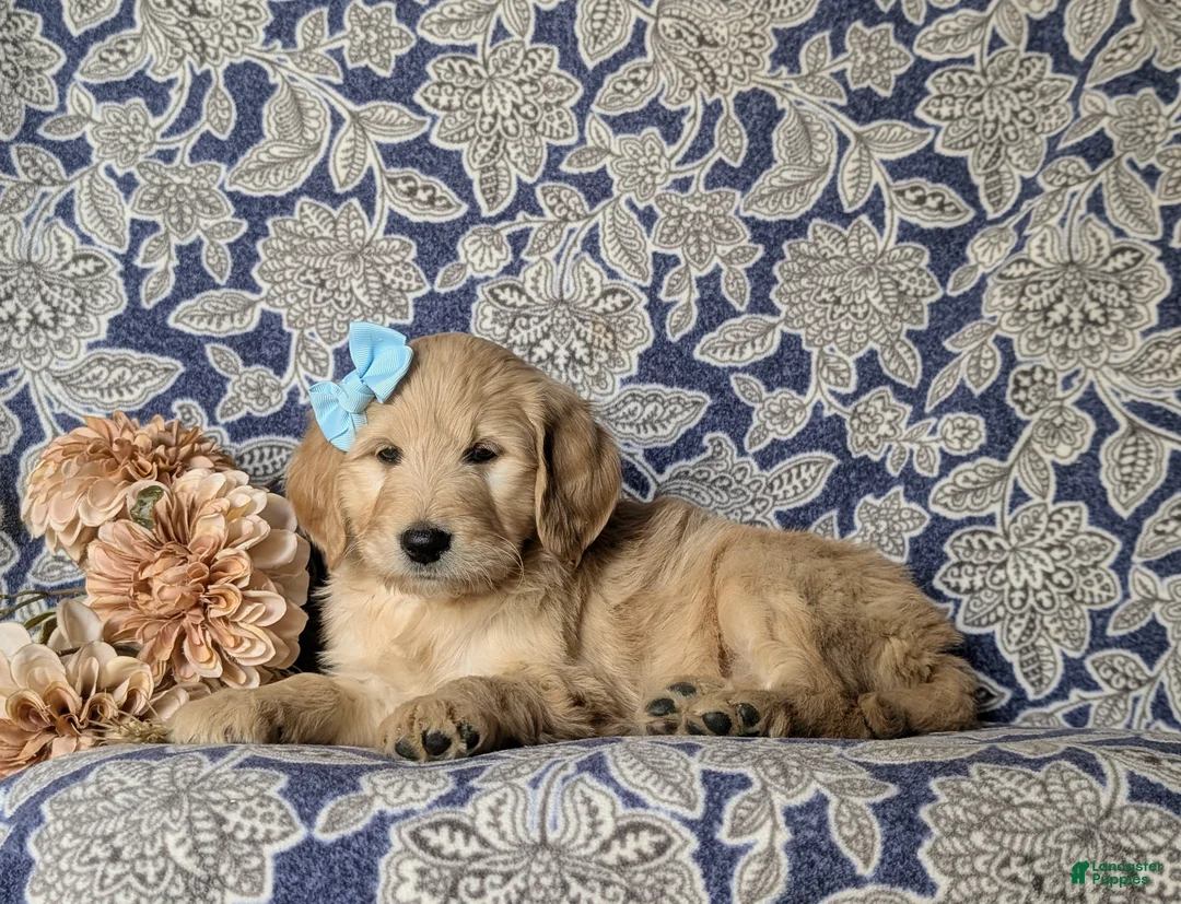 Goldendoodle dogs for sale: Falon Standard size Hypoallergenic - Ad 4