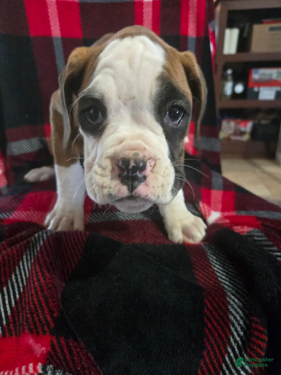 Boxer dogs for sale: Lady - Ad 1
