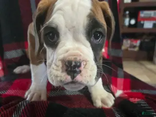 Boxer dogs Lady - Ad 3