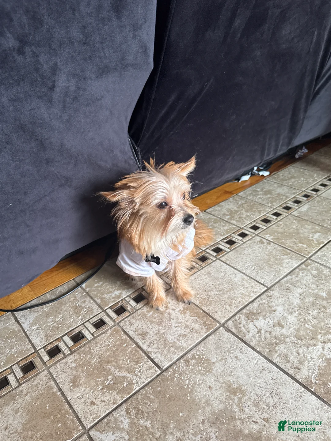 Mixed Breed dogs for sale: King  - Ad 2