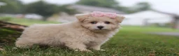 Maltipoo dogs for sale: Nora - Ad 5