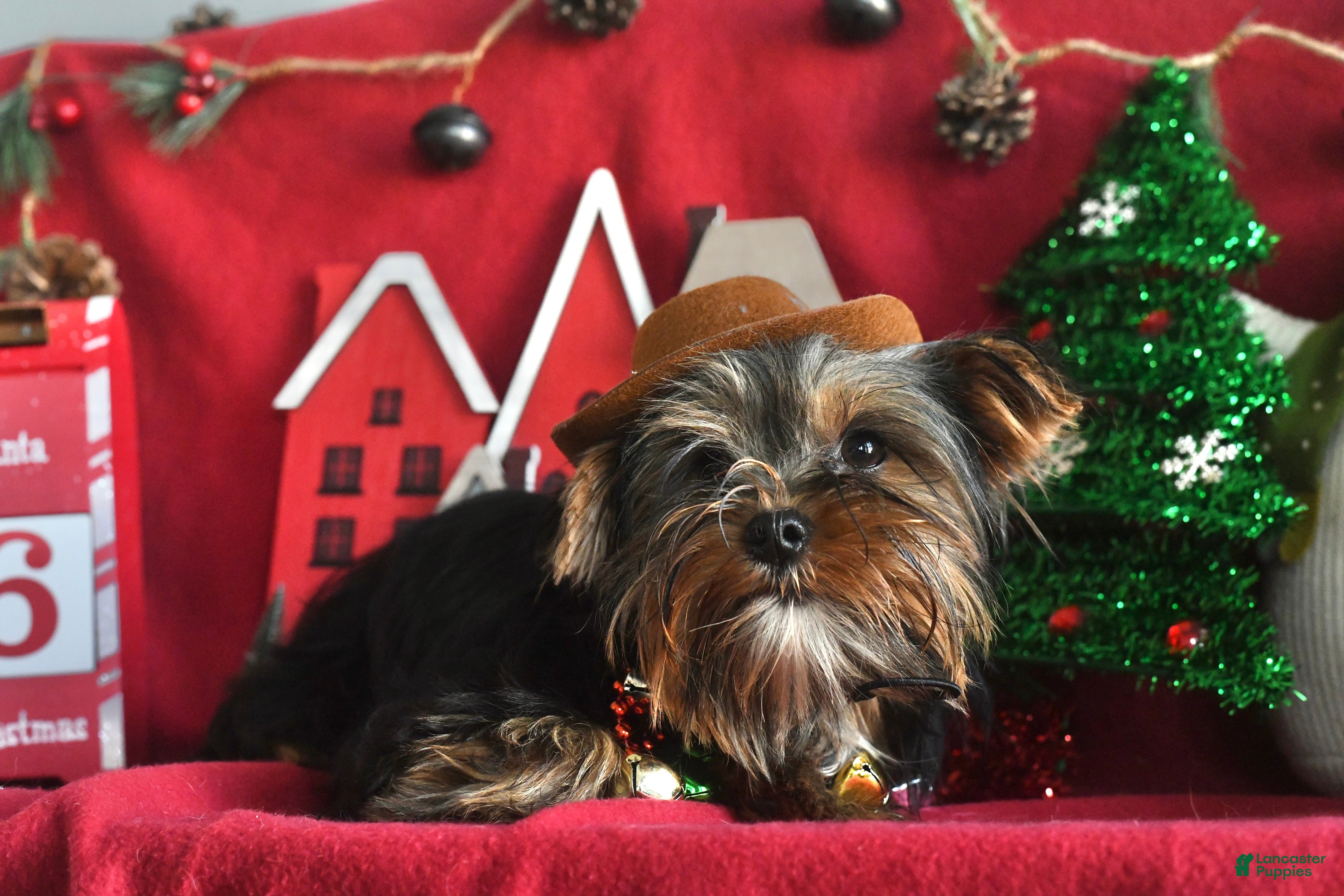 Yorkshire Terrier dogs Grumpy - Ad 2