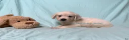 Golden Retriever dogs for sale: Misty - Ad 7