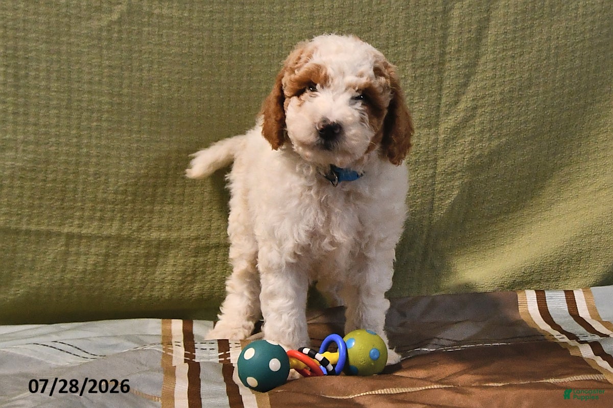 Goldendoodle dogs Drew - Ad 2