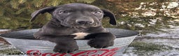 Great Dane dogs for sale: Samson - Ad 2