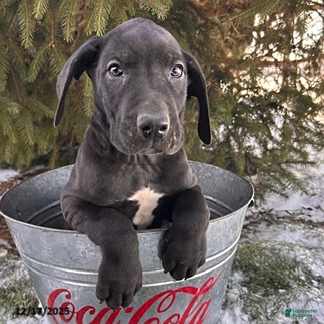 Great Dane dogs for sale: Samson - Ad 2