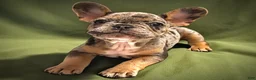 French Bulldog dogs for sale: French Bulldog 3 - Ad 2