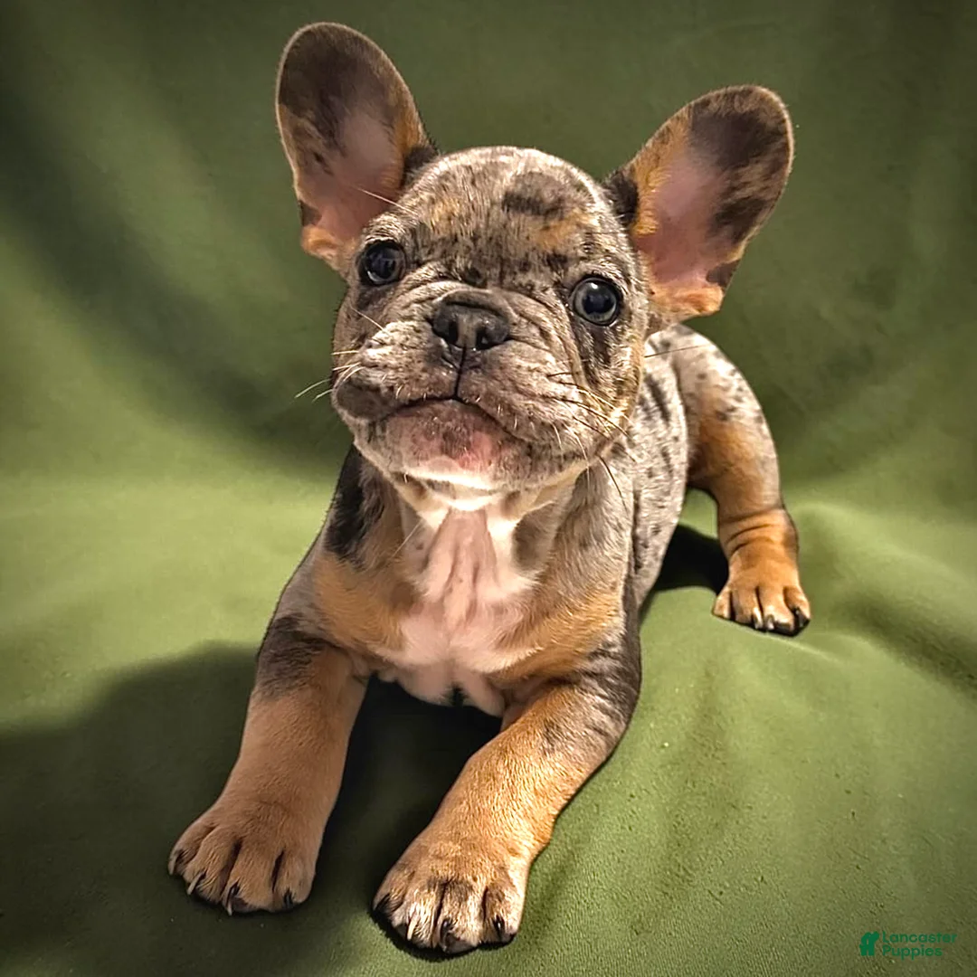 French Bulldog dogs for sale: French Bulldog 3 - Ad 2