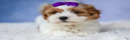 Teddy Bear dogs for sale: TRIXIE - Ad 14