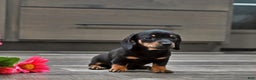 Miniature Dachshund dogs for sale: Joy - Ad 3