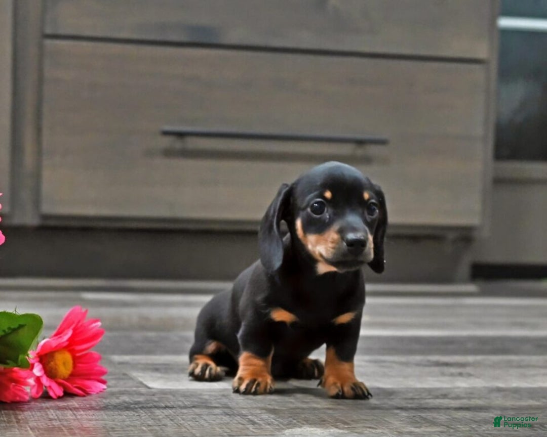Miniature Dachshund dogs for sale: Joy - Ad 3