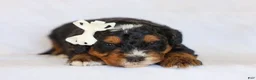 Mini Bernedoodle dogs for sale: Donald - Ad 4