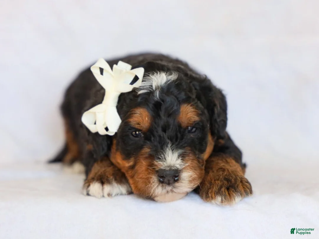 Mini Bernedoodle dogs for sale: Donald - Ad 4