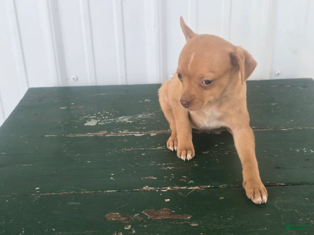 Chihuahua dogs for sale: Chihuahua Puppy 3 Mandi - Ad 2
