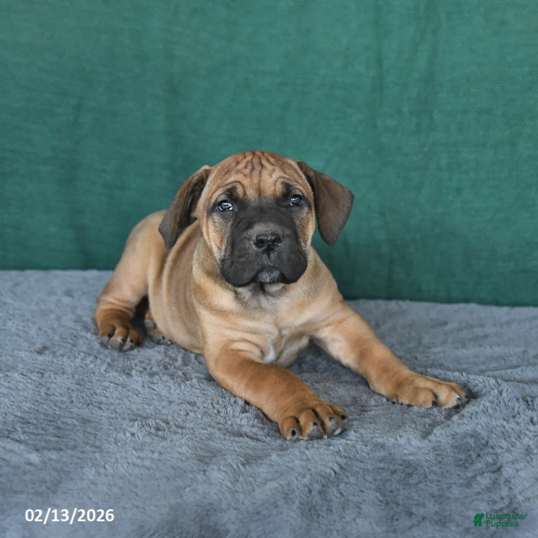 South African Boerboels dogs for sale: Amber - Ad 5