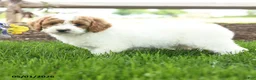 Goldendoodle dogs for sale: Tootsie - Ad 4