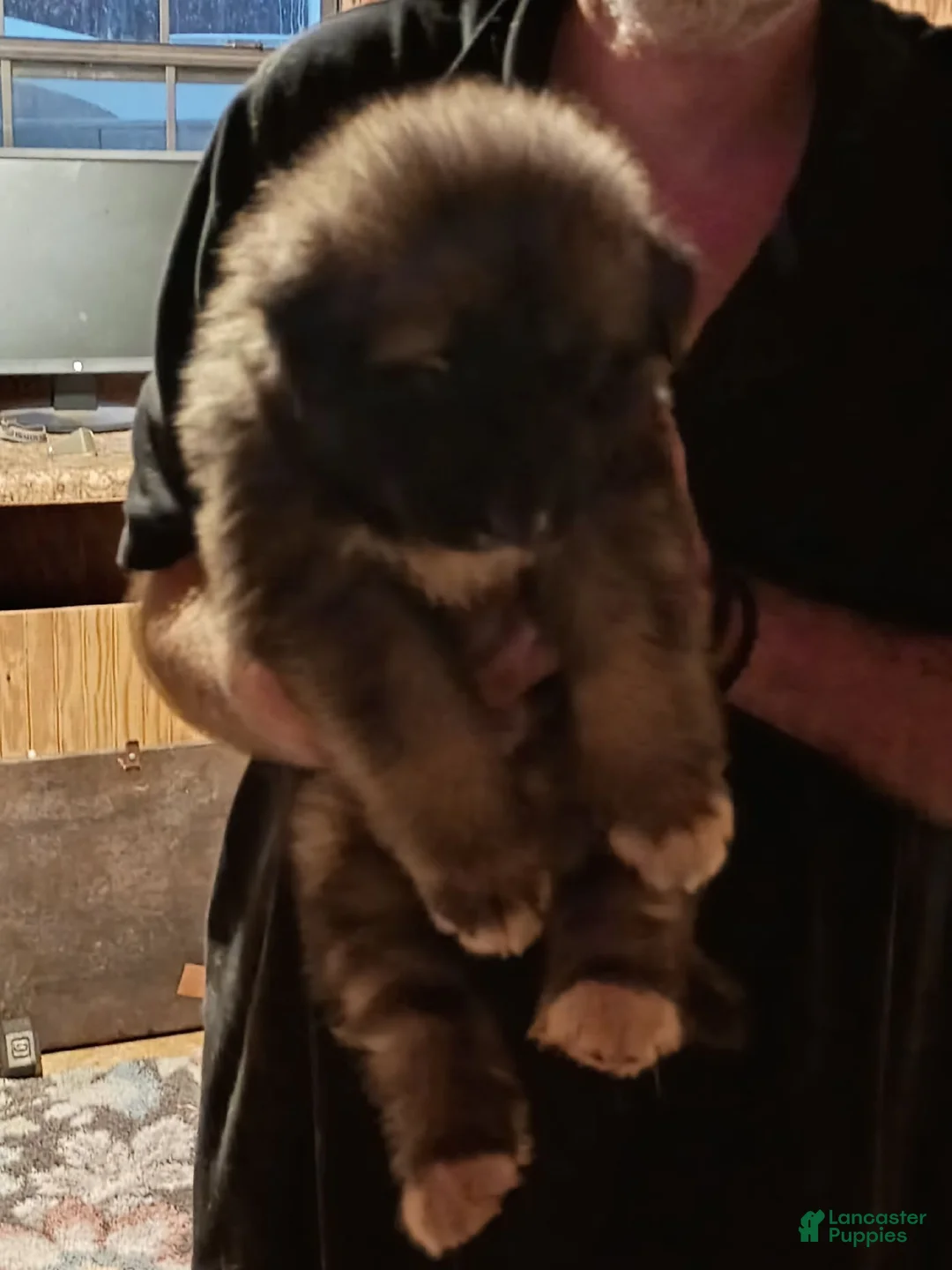 Alaskan Husky dogs for sale: Alaskan Husky 1 Rocky  - Ad 1