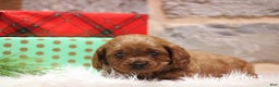 Cavapoo dogs for sale: Patches - Ad 4