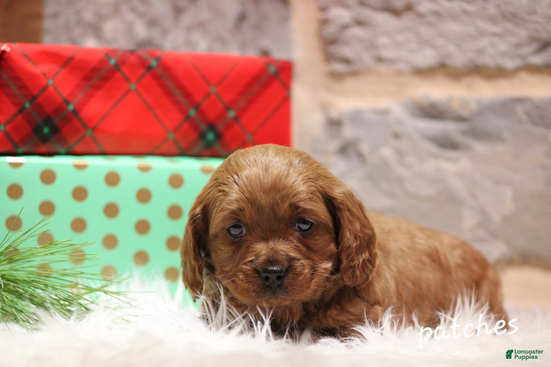 Cavapoo dogs for sale: Patches - Ad 4