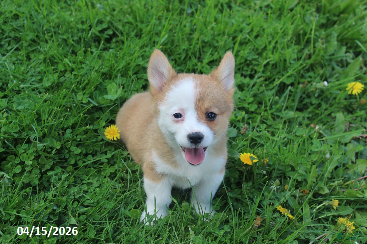 Welsh Corgi Pembroke dogs Brittany - Ad 1