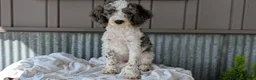 Cockapoo dogs for sale: Heath - Ad 6