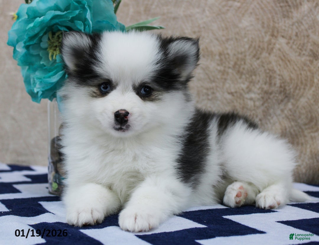Pomsky dogs for sale: Callie - Ad 1