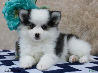 Pomsky dogs Callie - Ad 28