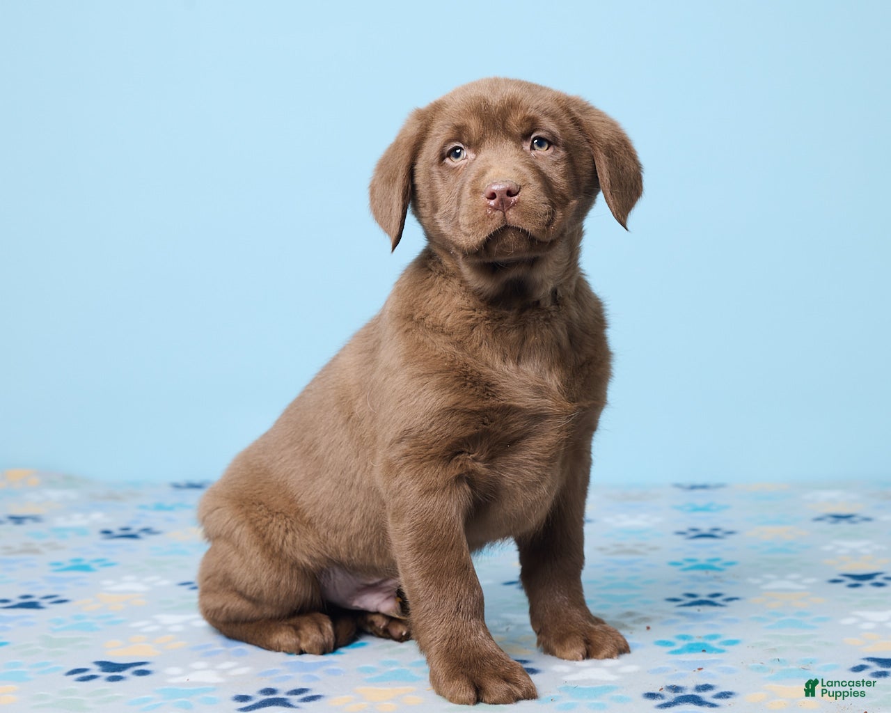 Labrador Retriever dogs Scout - Ad 2
