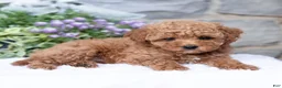 Havapoo dogs for sale: Allie  - Ad 4