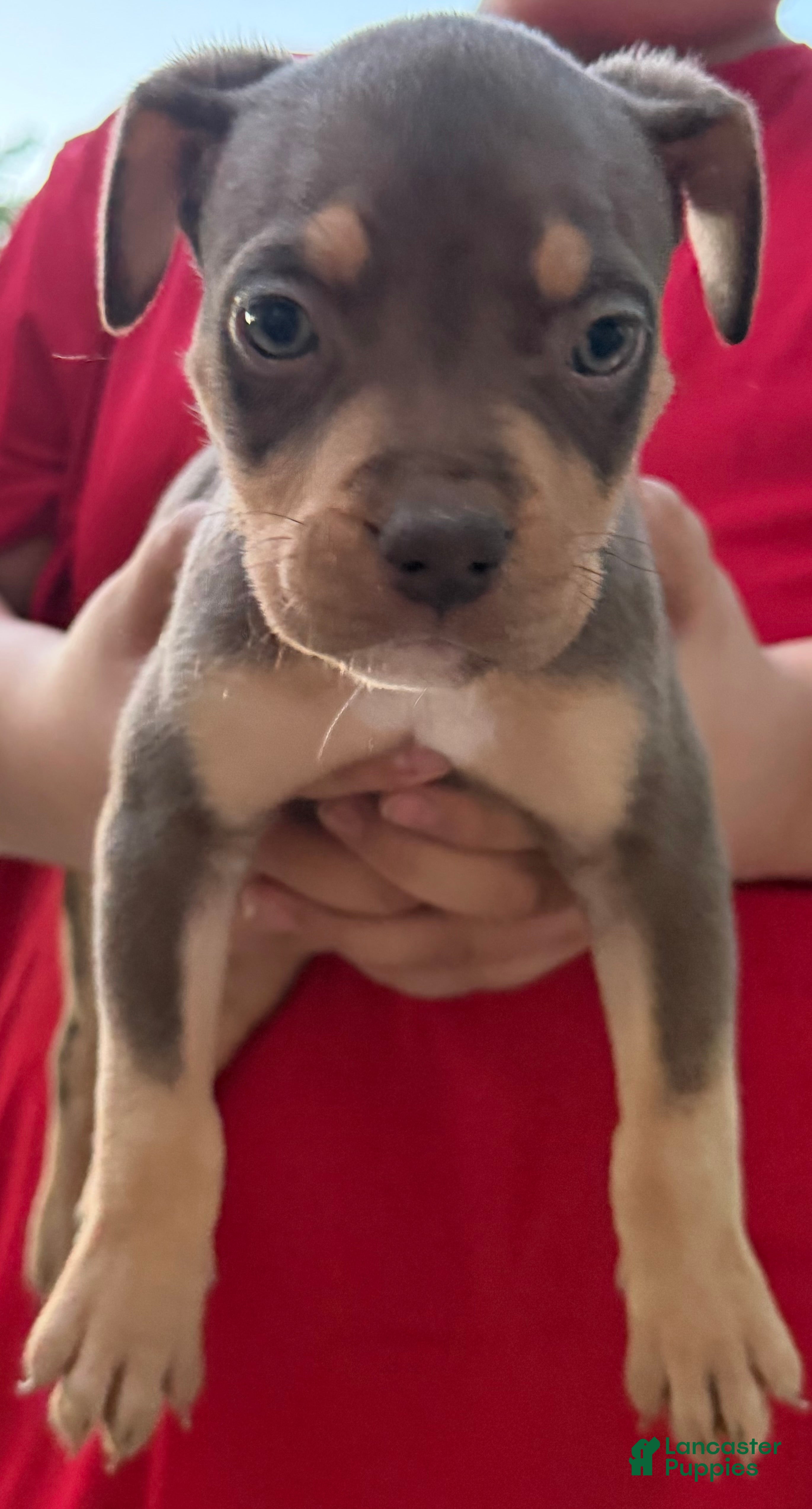 American Bully dogs American Bully Puppy 5 - Ad 1