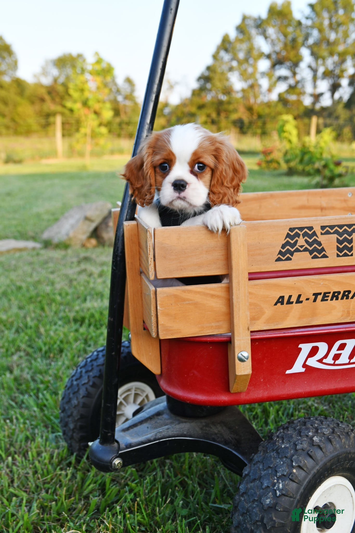 Cavalier King Charles Spaniel dogs Teddy - Ad 24