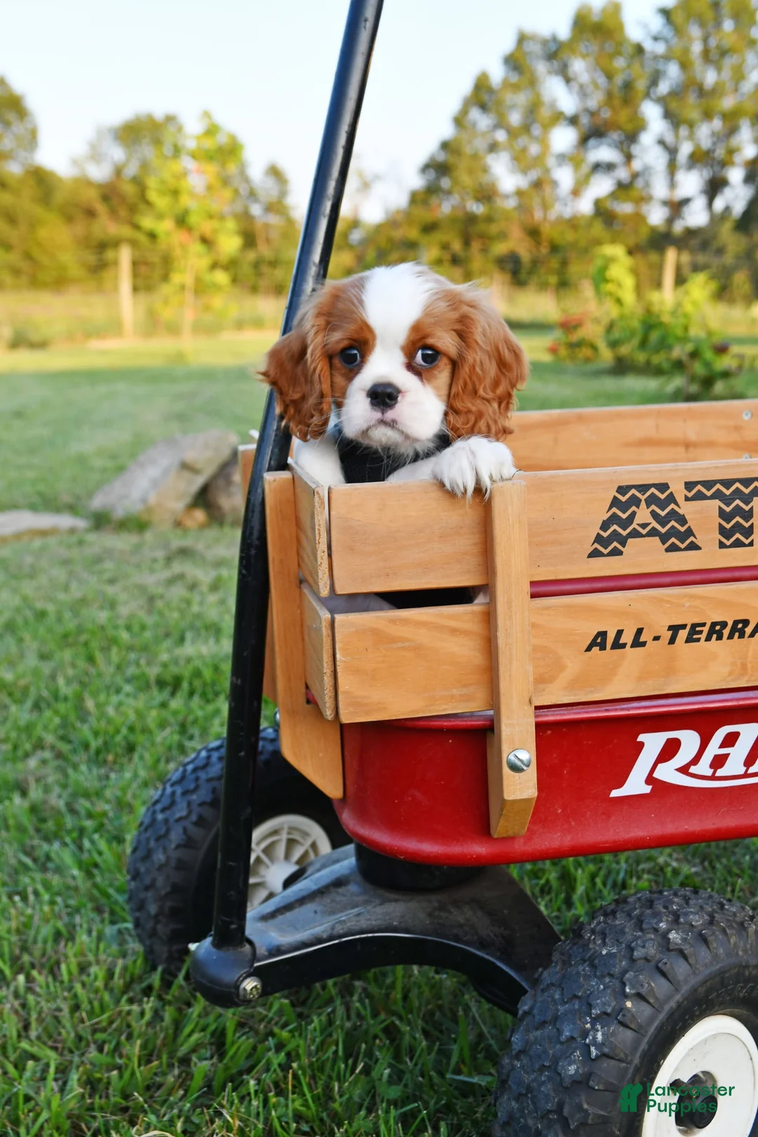 Cavalier King Charles Spaniel dogs for sale: Teddy - Ad 1