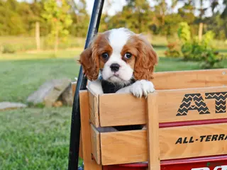 Cavalier King Charles Spaniel dogs Teddy - Ad 37