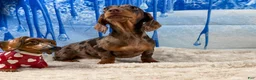 Miniature Dachshund dogs for sale: Rianna dappleShow boy - Ad 8