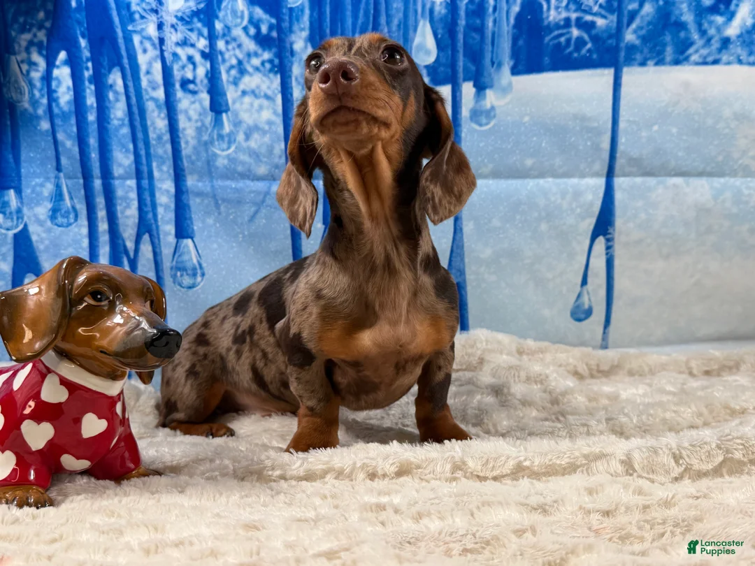 Miniature Dachshund dogs for sale: Rianna dappleShow boy - Ad 8