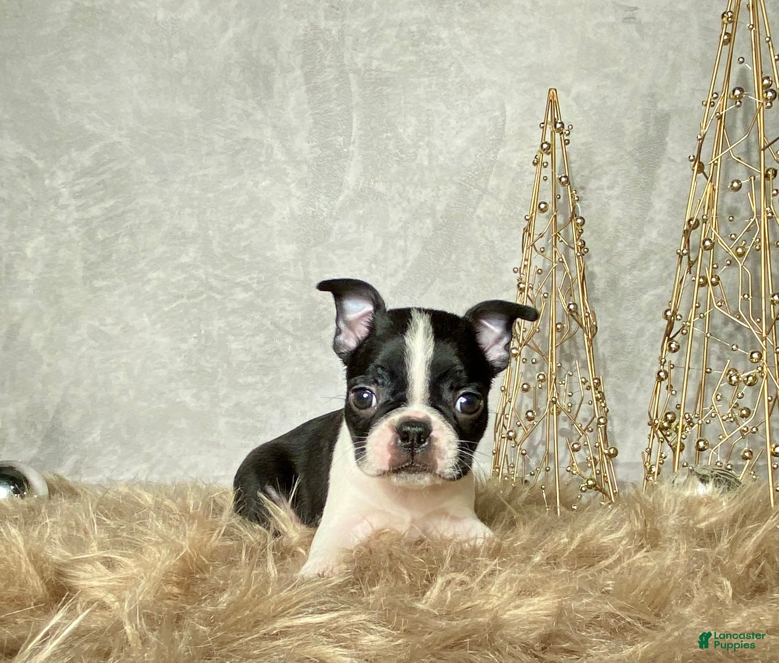 Boston Terrier dogs Buddy  - Ad 36